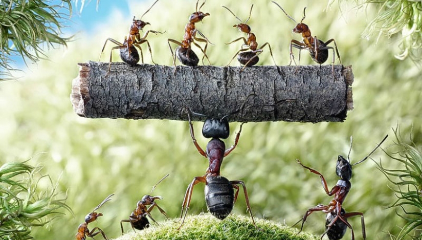 Formic history Andrey Pavlov