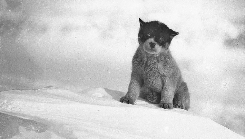 Fotos únicas de la primera expedición Antártica Australiana años 1911-1914