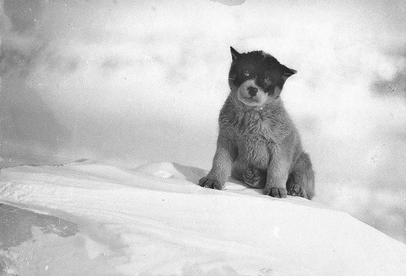 Fotos únicas de la primera expedición Antártica Australiana años 1911-1914