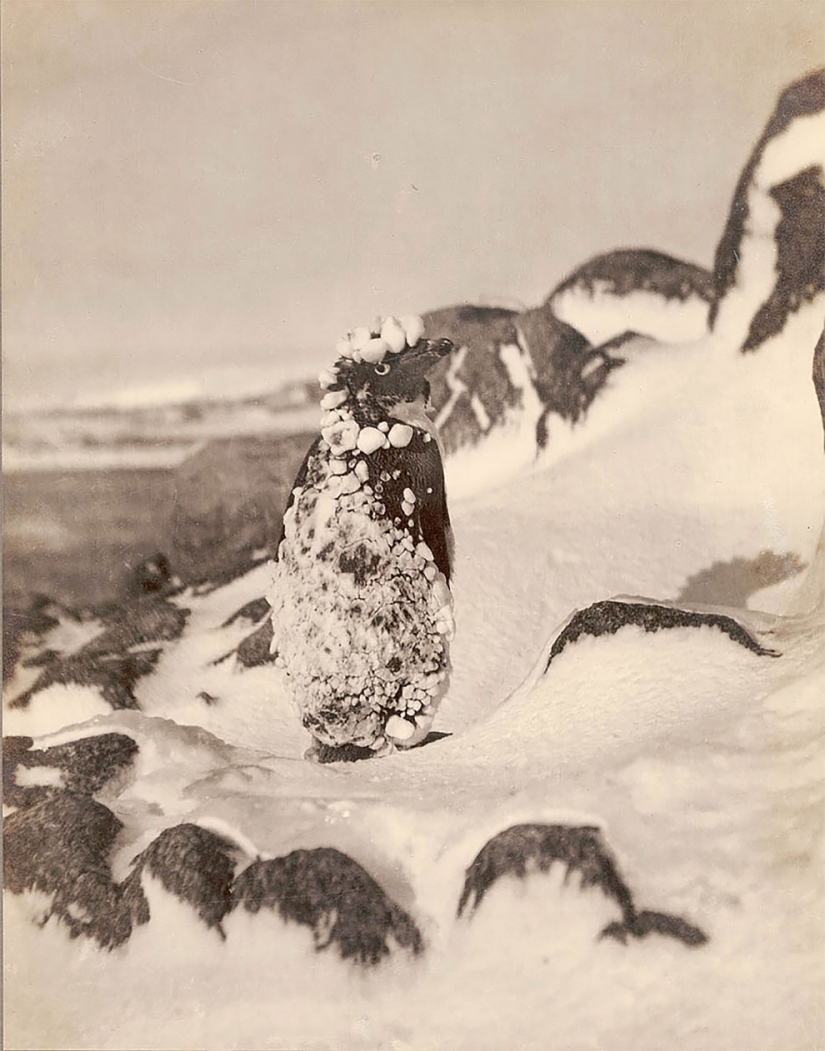 Fotos únicas de la primera expedición Antártica Australiana años 1911-1914