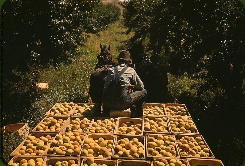 From horses to Ford: as a "domesticated" Wild West From horses to Ford: as a "domesticated" Wild West