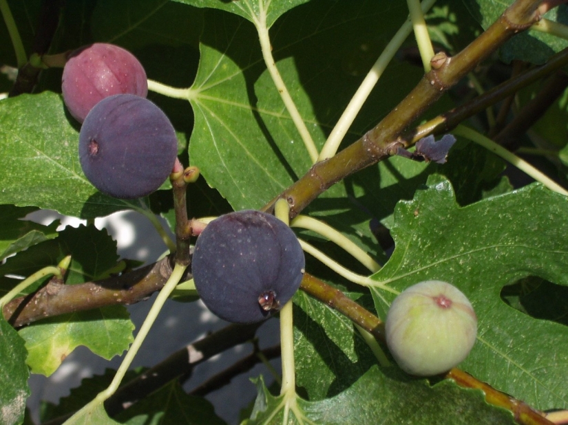 Fruta de la pasión, limones, higos y otras frutas que se puede cultivar en su apartamento o en el trabajo