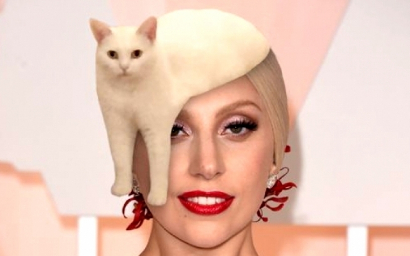 Funny perched on the steps of a cat became a hero fotozhab