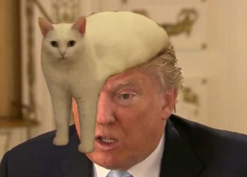 Funny perched on the steps of a cat became a hero fotozhab