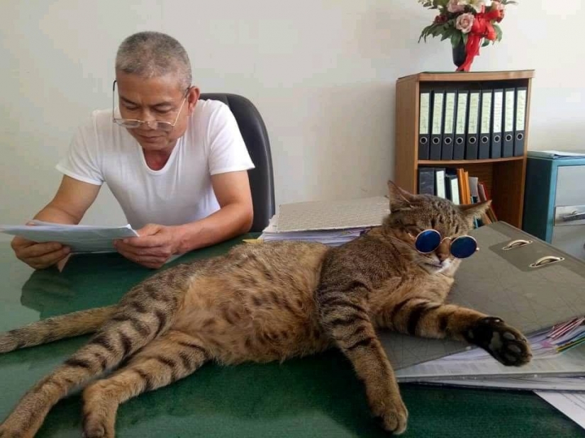 Furry police in Thailand at the police station is the cat