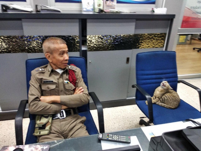 Furry police in Thailand at the police station is the cat