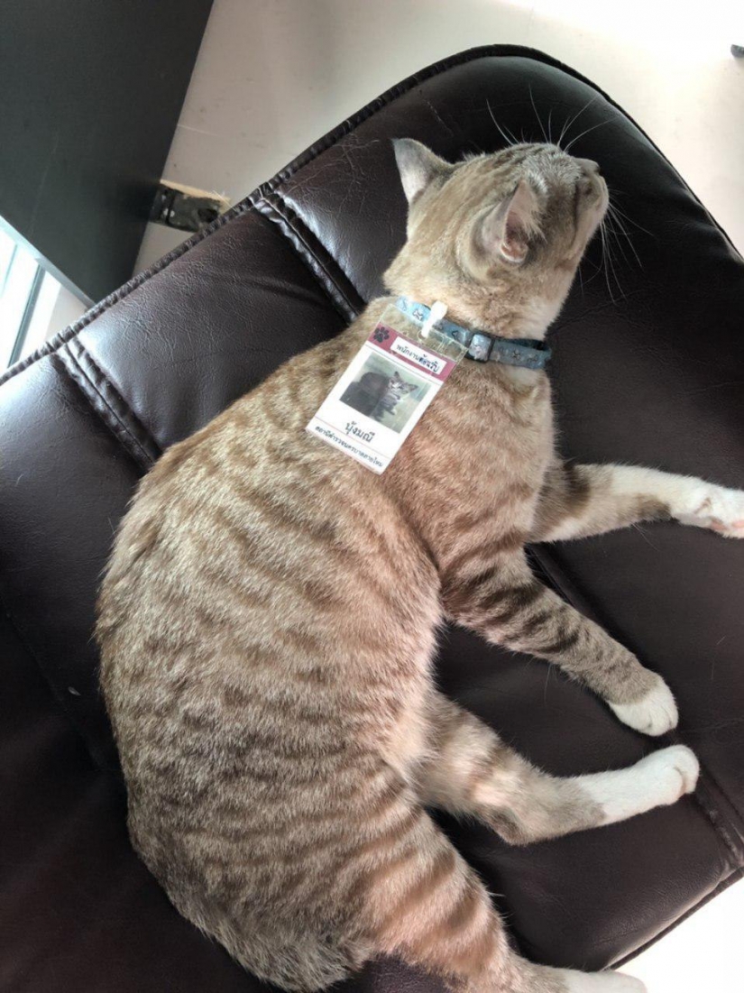 Furry police in Thailand at the police station is the cat