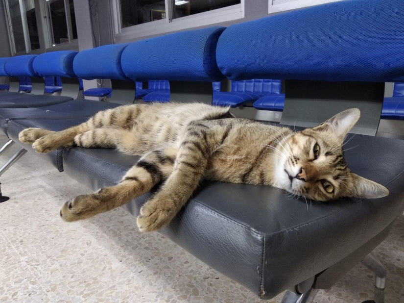 Furry police in Thailand at the police station is the cat