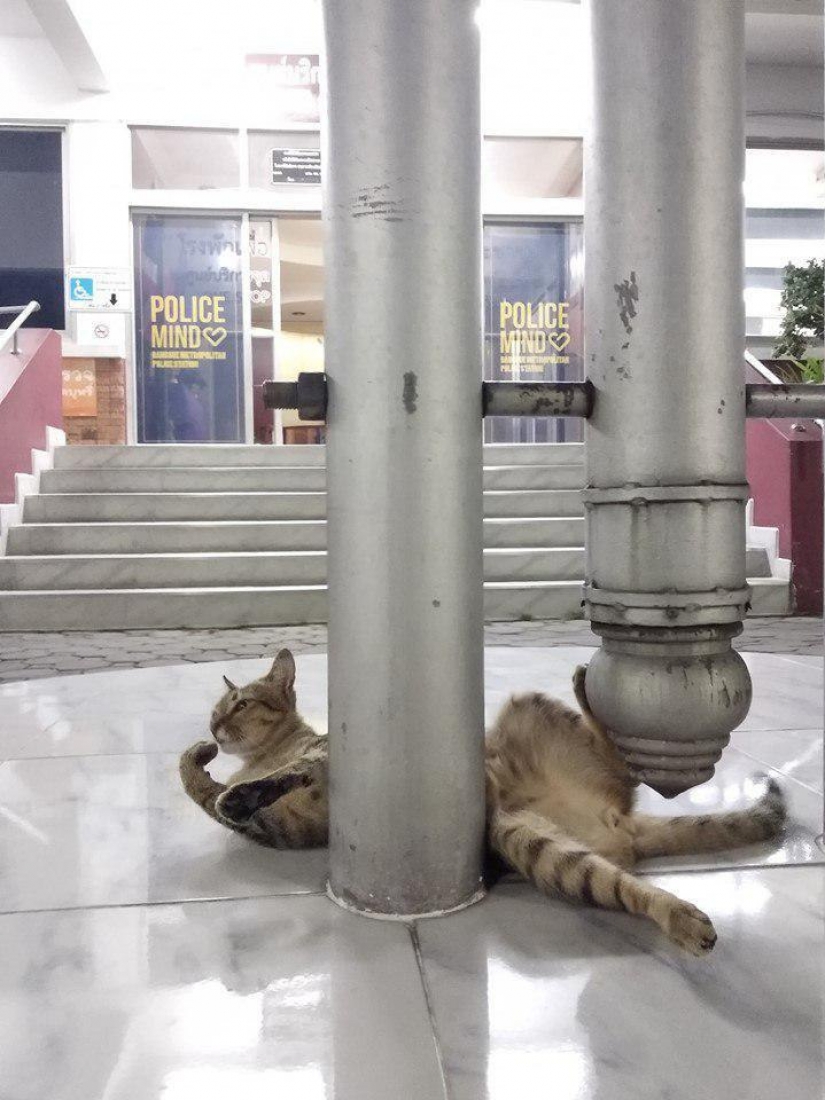 Furry police in Thailand at the police station is the cat