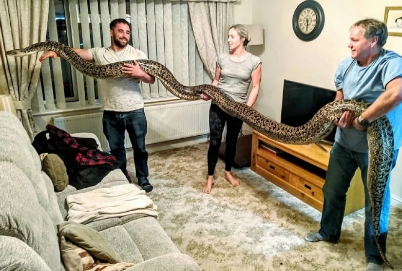 Game with death: the British home with a huge Python, which can swallow a deer for a few minutes Game with death: the British home with a huge Python, which can swallow a deer for a few minutes