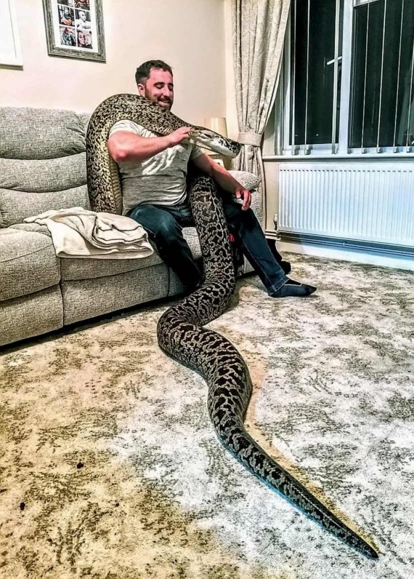 Game with death: the British home with a huge Python, which can swallow a deer for a few minutes Game with death: the British home with a huge Python, which can swallow a deer for a few minutes