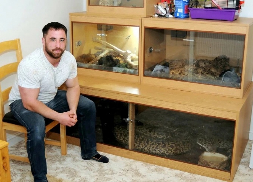 Game with death: the British home with a huge Python, which can swallow a deer for a few minutes Game with death: the British home with a huge Python, which can swallow a deer for a few minutes