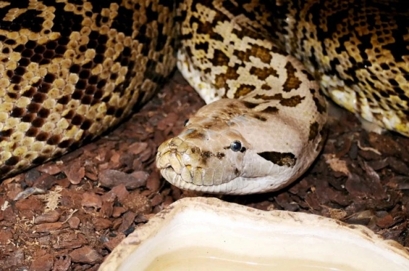 Game with death: the British home with a huge Python, which can swallow a deer for a few minutes Game with death: the British home with a huge Python, which can swallow a deer for a few minutes