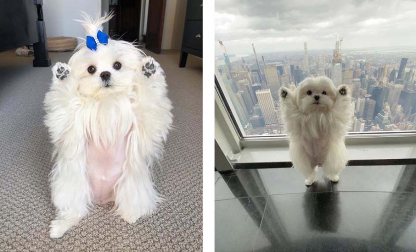 Gap millimetr: cute dog Coco who likes to stand on their hind legs Gap millimetr: cute dog Coco who likes to stand on their hind legs