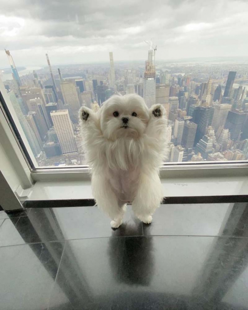 Gap millimetr: cute dog Coco who likes to stand on their hind legs Gap millimetr: cute dog Coco who likes to stand on their hind legs