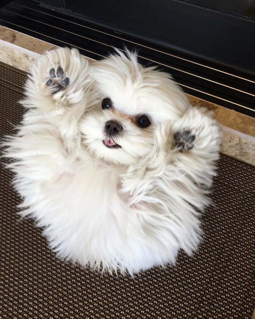 Gap millimetr: cute dog Coco who likes to stand on their hind legs Gap millimetr: cute dog Coco who likes to stand on their hind legs