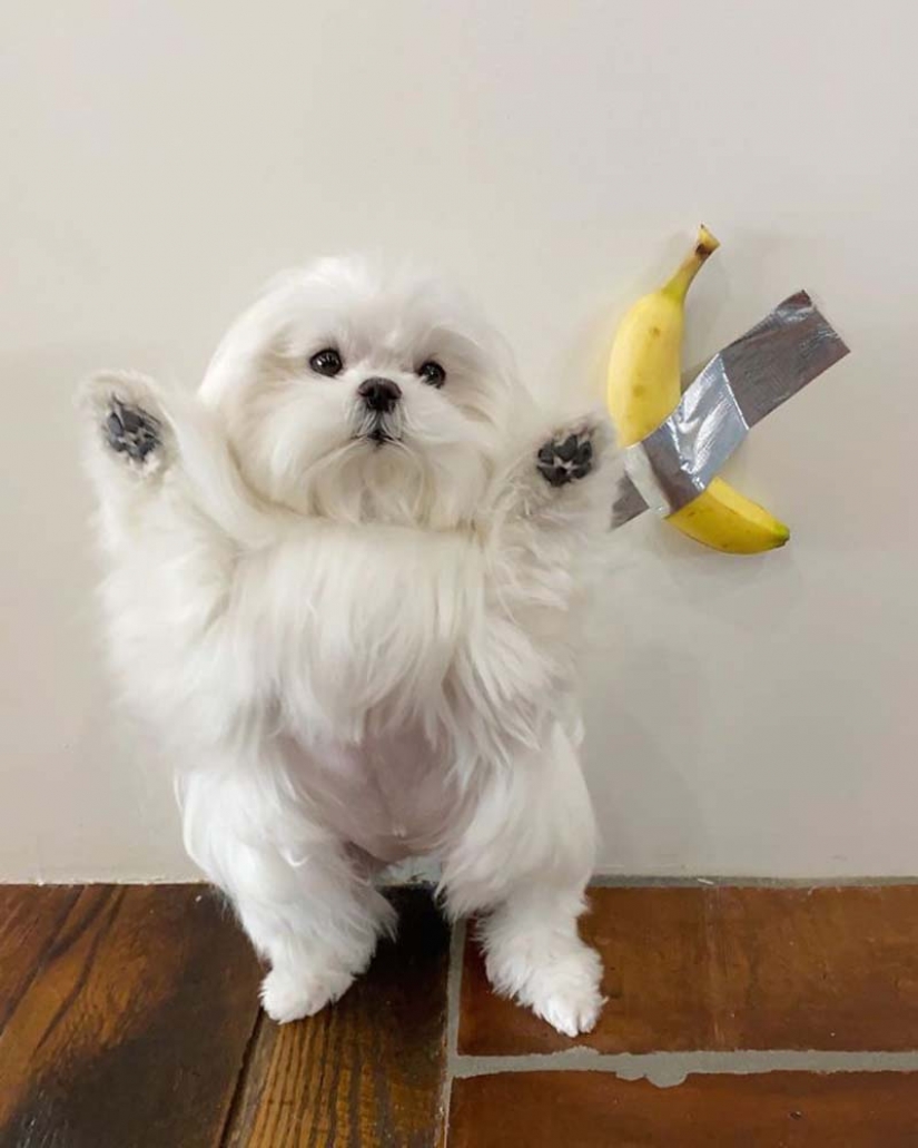 Gap millimetr: cute dog Coco who likes to stand on their hind legs Gap millimetr: cute dog Coco who likes to stand on their hind legs