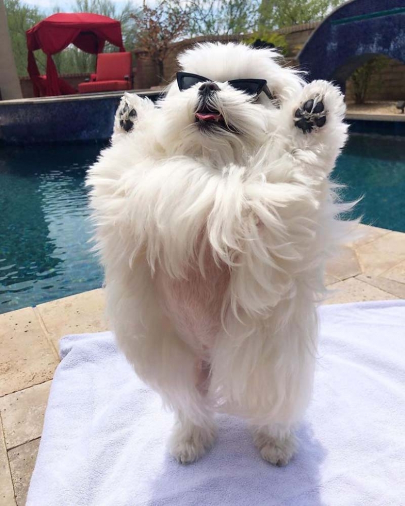 Gap millimetr: cute dog Coco who likes to stand on their hind legs Gap millimetr: cute dog Coco who likes to stand on their hind legs