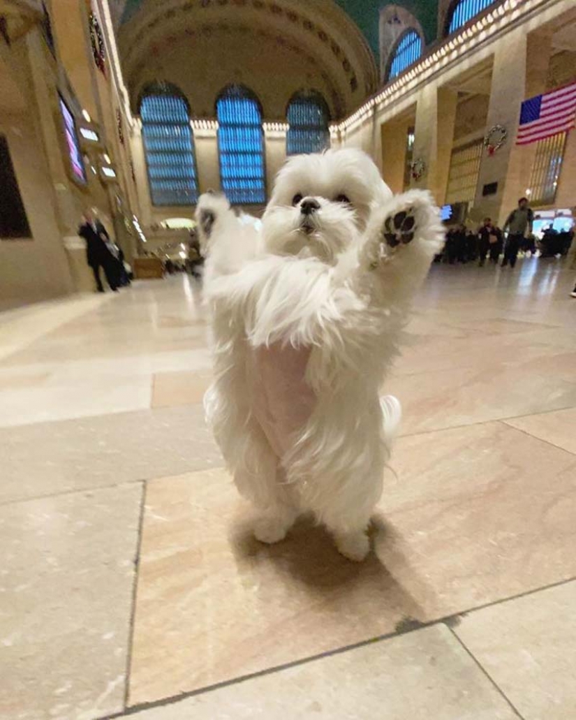 Gap millimetr: cute dog Coco who likes to stand on their hind legs Gap millimetr: cute dog Coco who likes to stand on their hind legs