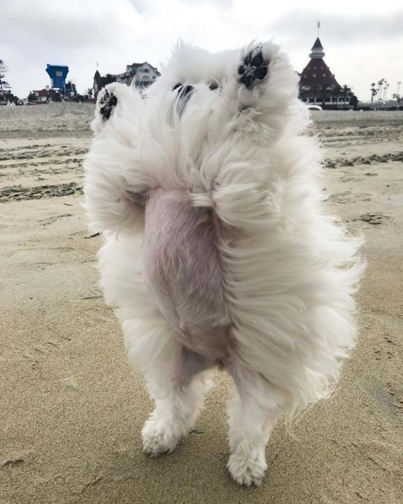 Gap millimetr: cute dog Coco who likes to stand on their hind legs Gap millimetr: cute dog Coco who likes to stand on their hind legs