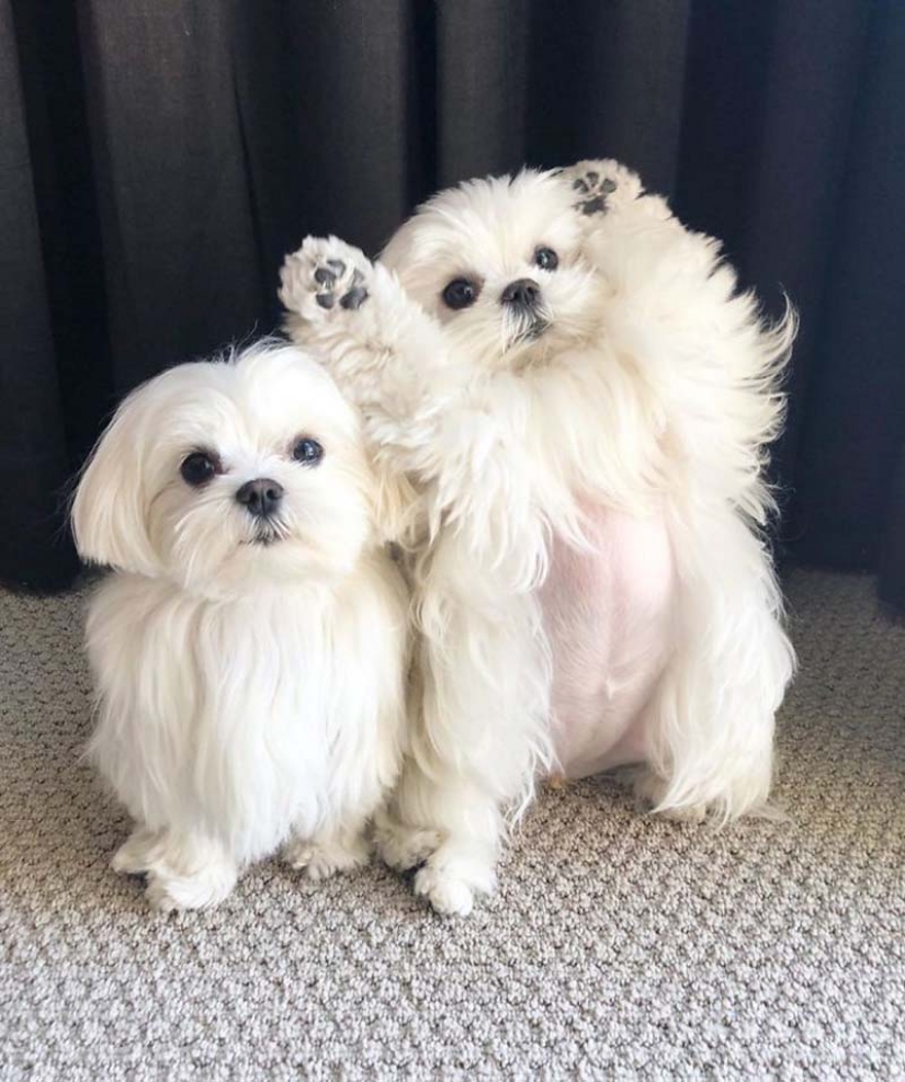 Gap millimetr: cute dog Coco who likes to stand on their hind legs Gap millimetr: cute dog Coco who likes to stand on their hind legs