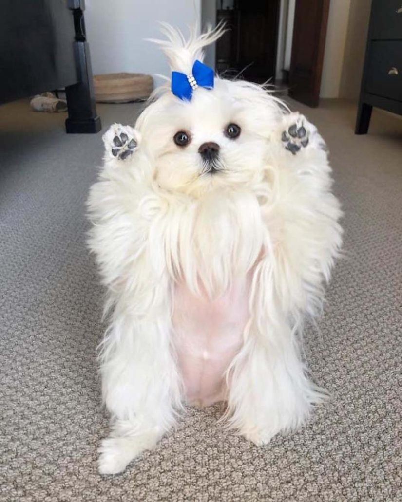 Gap millimetr: cute dog Coco who likes to stand on their hind legs Gap millimetr: cute dog Coco who likes to stand on their hind legs
