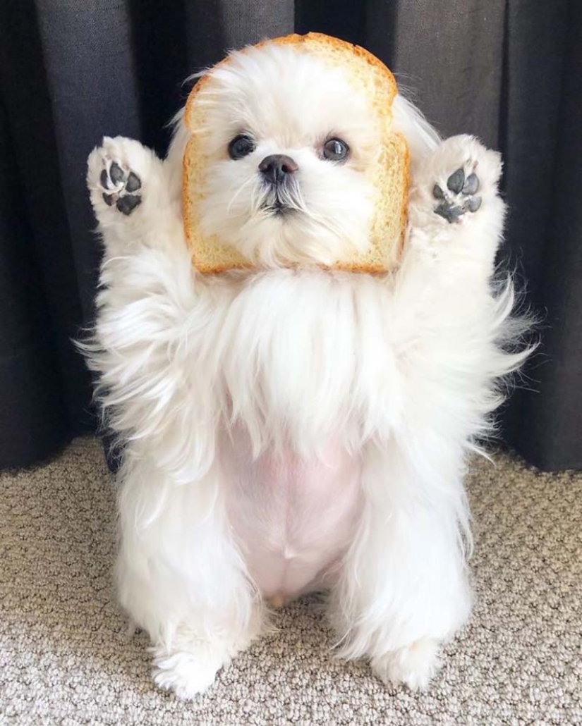 Gap millimetr: cute dog Coco who likes to stand on their hind legs Gap millimetr: cute dog Coco who likes to stand on their hind legs