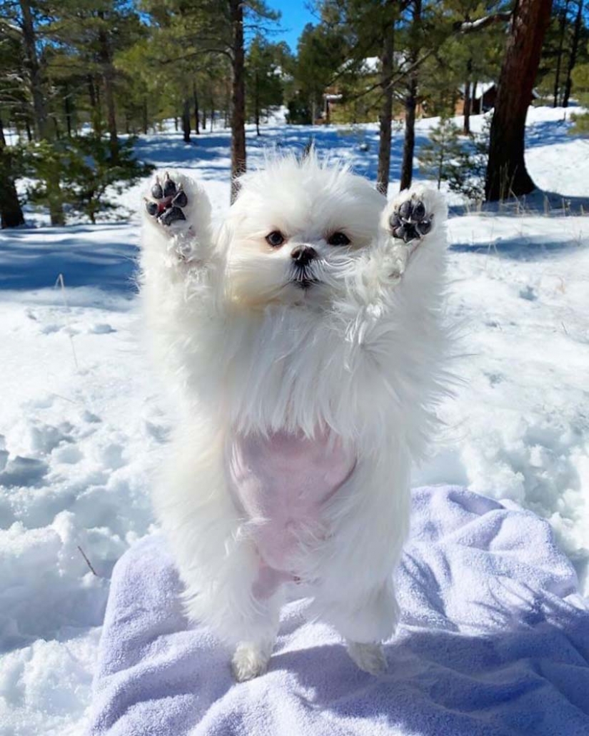 Gap millimetr: cute dog Coco who likes to stand on their hind legs Gap millimetr: cute dog Coco who likes to stand on their hind legs