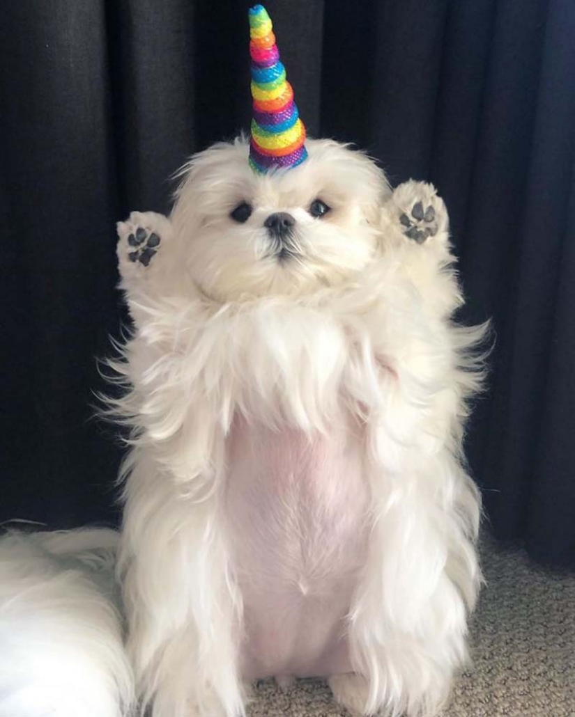 Gap millimetr: cute dog Coco who likes to stand on their hind legs Gap millimetr: cute dog Coco who likes to stand on their hind legs