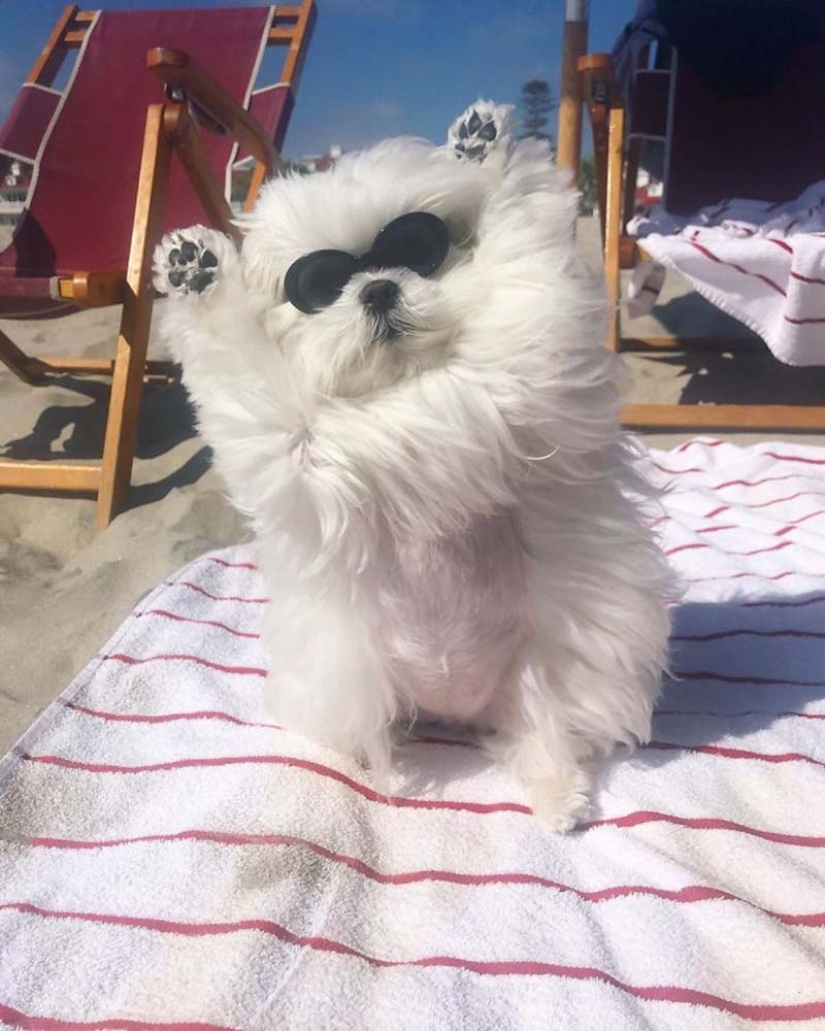 Gap millimetr: cute dog Coco who likes to stand on their hind legs Gap millimetr: cute dog Coco who likes to stand on their hind legs