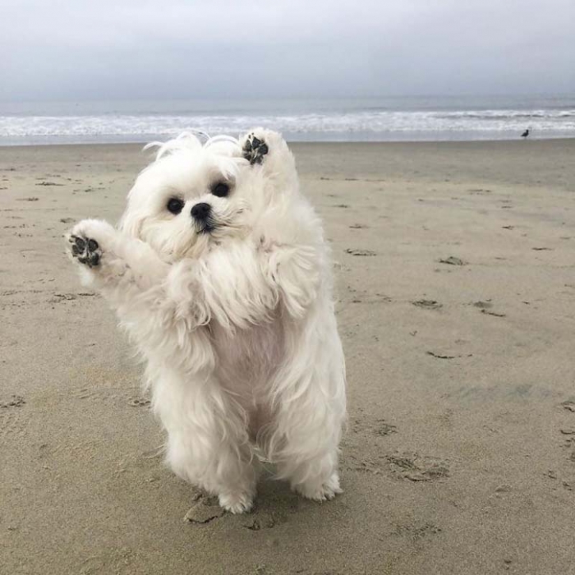 Gap millimetr: cute dog Coco who likes to stand on their hind legs Gap millimetr: cute dog Coco who likes to stand on their hind legs