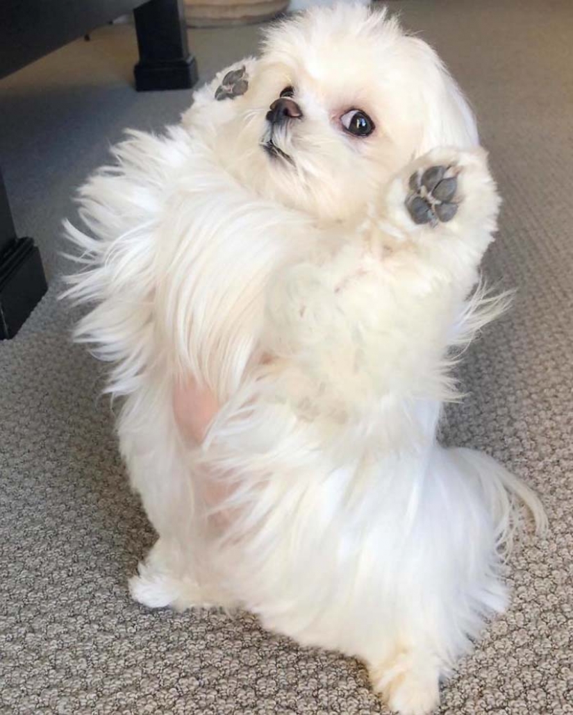 Gap millimetr: cute dog Coco who likes to stand on their hind legs Gap millimetr: cute dog Coco who likes to stand on their hind legs