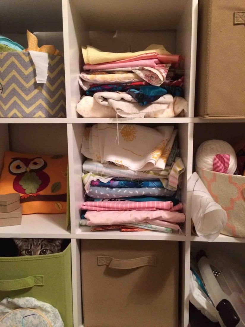 Gatos Ninja que han dominado el arte marcial antiguo de ninjutsu Gatos Ninja que han dominado el arte marcial antiguo de ninjutsu