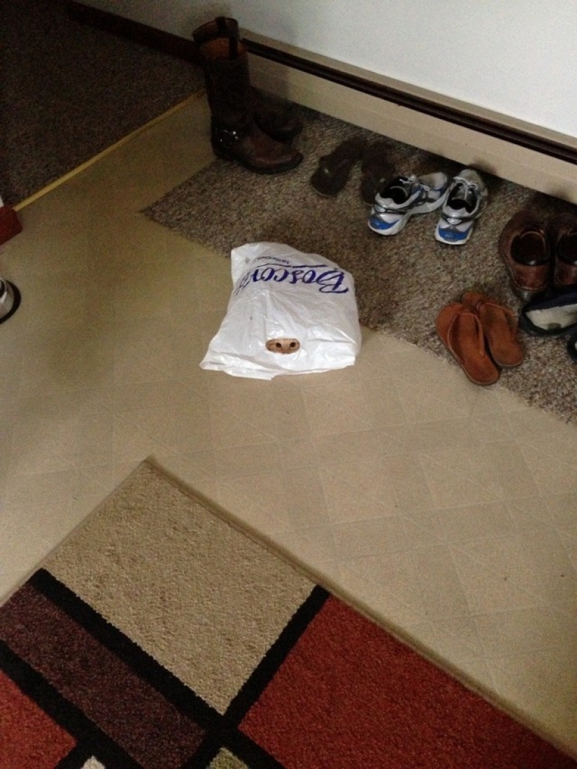 Gatos Ninja que han dominado el arte marcial antiguo de ninjutsu Gatos Ninja que han dominado el arte marcial antiguo de ninjutsu