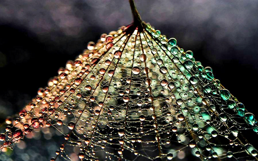 Gota a gota: macrophoto Evelina Blagoevo