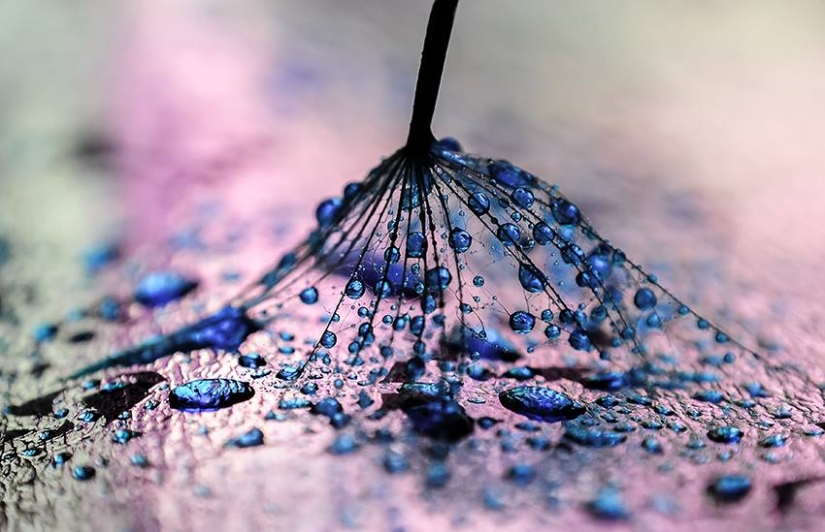 Gota a gota: macrophoto Evelina Blagoevo