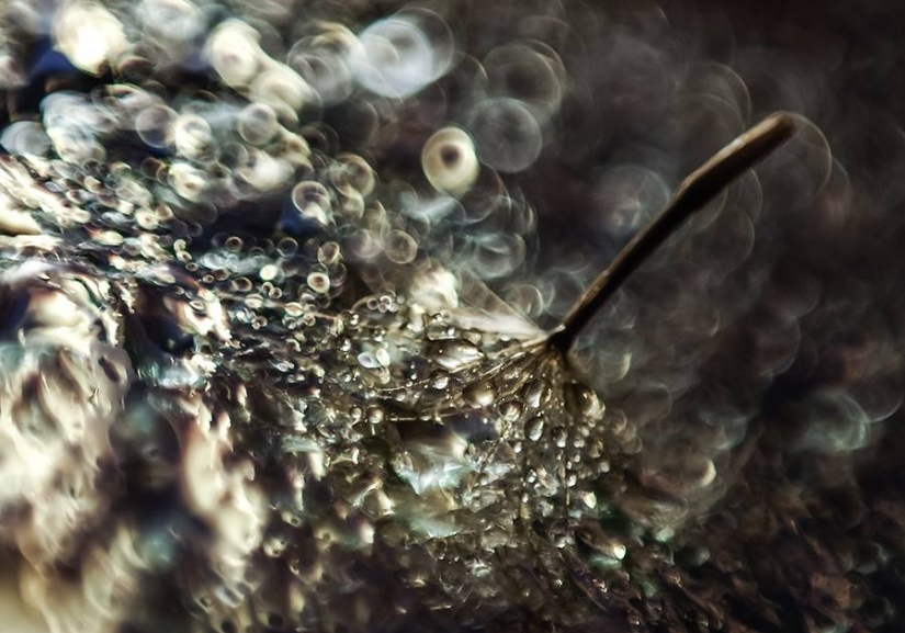 Gota a gota: macrophoto Evelina Blagoevo