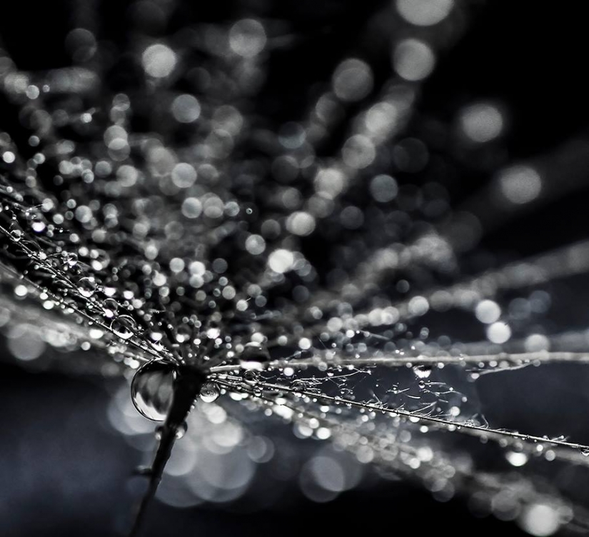 Gota a gota: macrophoto Evelina Blagoevo