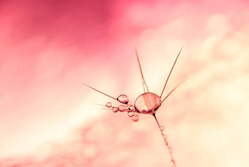 Gota a gota: macrophoto Evelina Blagoevo