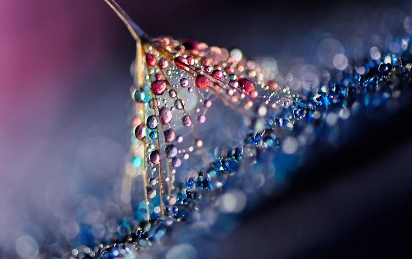Gota a gota: macrophoto Evelina Blagoevo