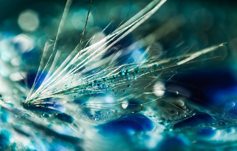 Gota a gota: macrophoto Evelina Blagoevo