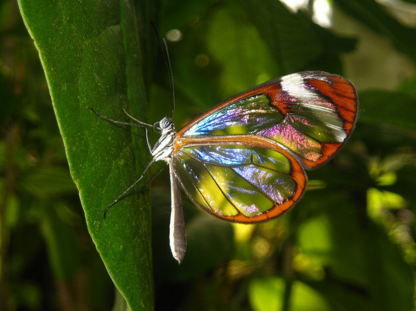 Greta oto — amazing butterfly with "glass" wings Greta oto — amazing butterfly with "glass" wings