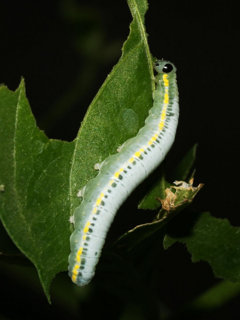 Greta oto — amazing butterfly with "glass" wings Greta oto — amazing butterfly with "glass" wings