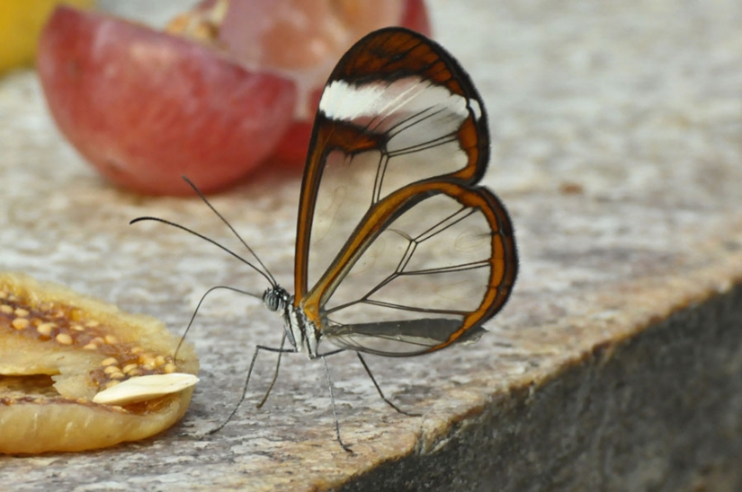 Greta oto — amazing butterfly with "glass" wings Greta oto — amazing butterfly with "glass" wings