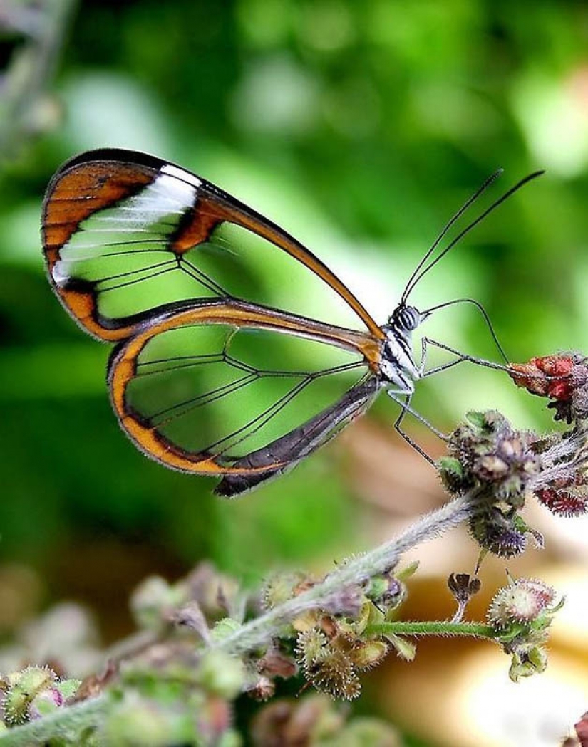 Greta oto — amazing butterfly with "glass" wings Greta oto — amazing butterfly with "glass" wings