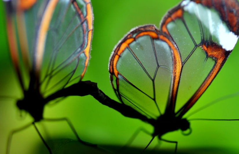 Greta oto — amazing butterfly with "glass" wings Greta oto — amazing butterfly with "glass" wings
