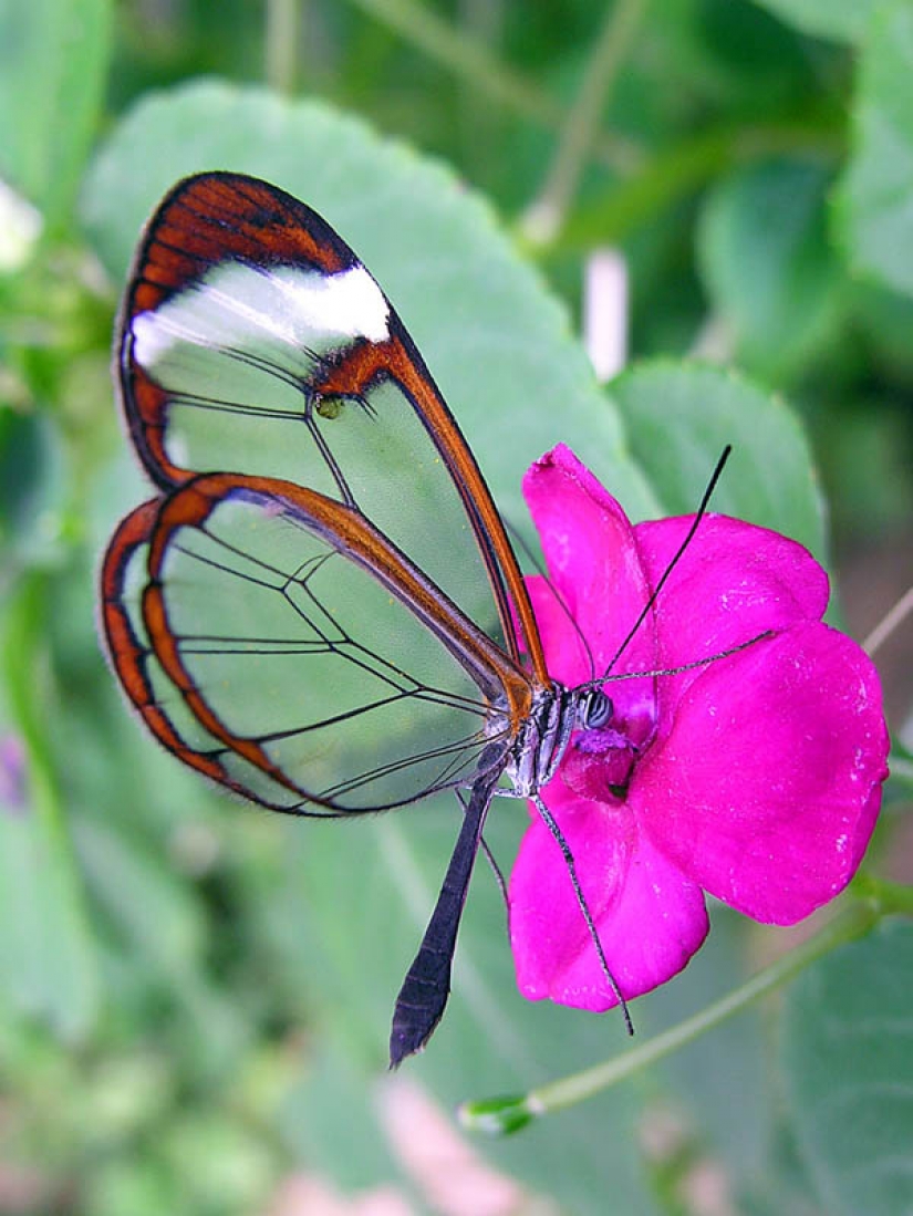 Greta oto — amazing butterfly with "glass" wings Greta oto — amazing butterfly with "glass" wings