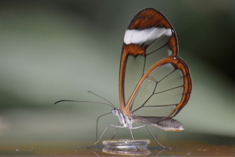 Greta oto — amazing butterfly with "glass" wings Greta oto — amazing butterfly with "glass" wings