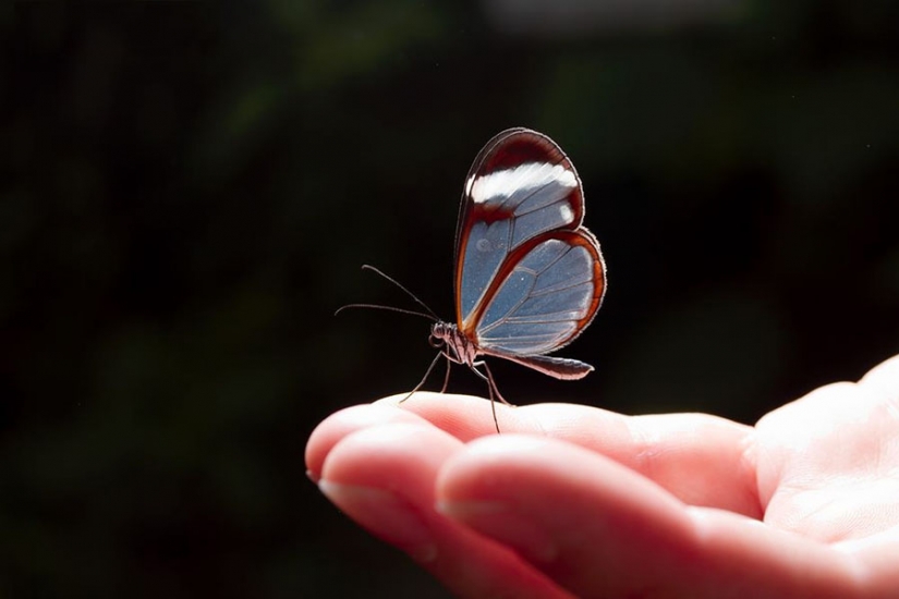 Greta oto — amazing butterfly with "glass" wings Greta oto — amazing butterfly with "glass" wings
