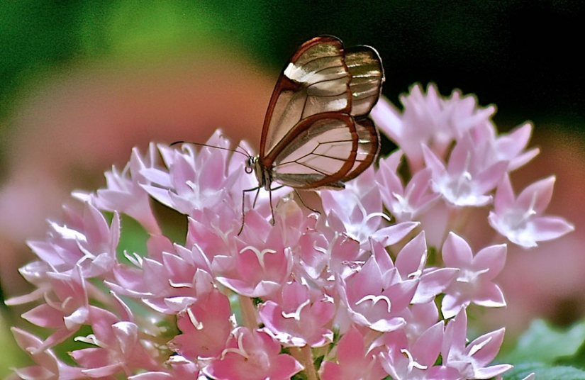 Greta oto — amazing butterfly with "glass" wings Greta oto — amazing butterfly with "glass" wings